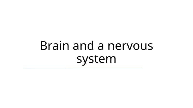 Brain and a nervous system