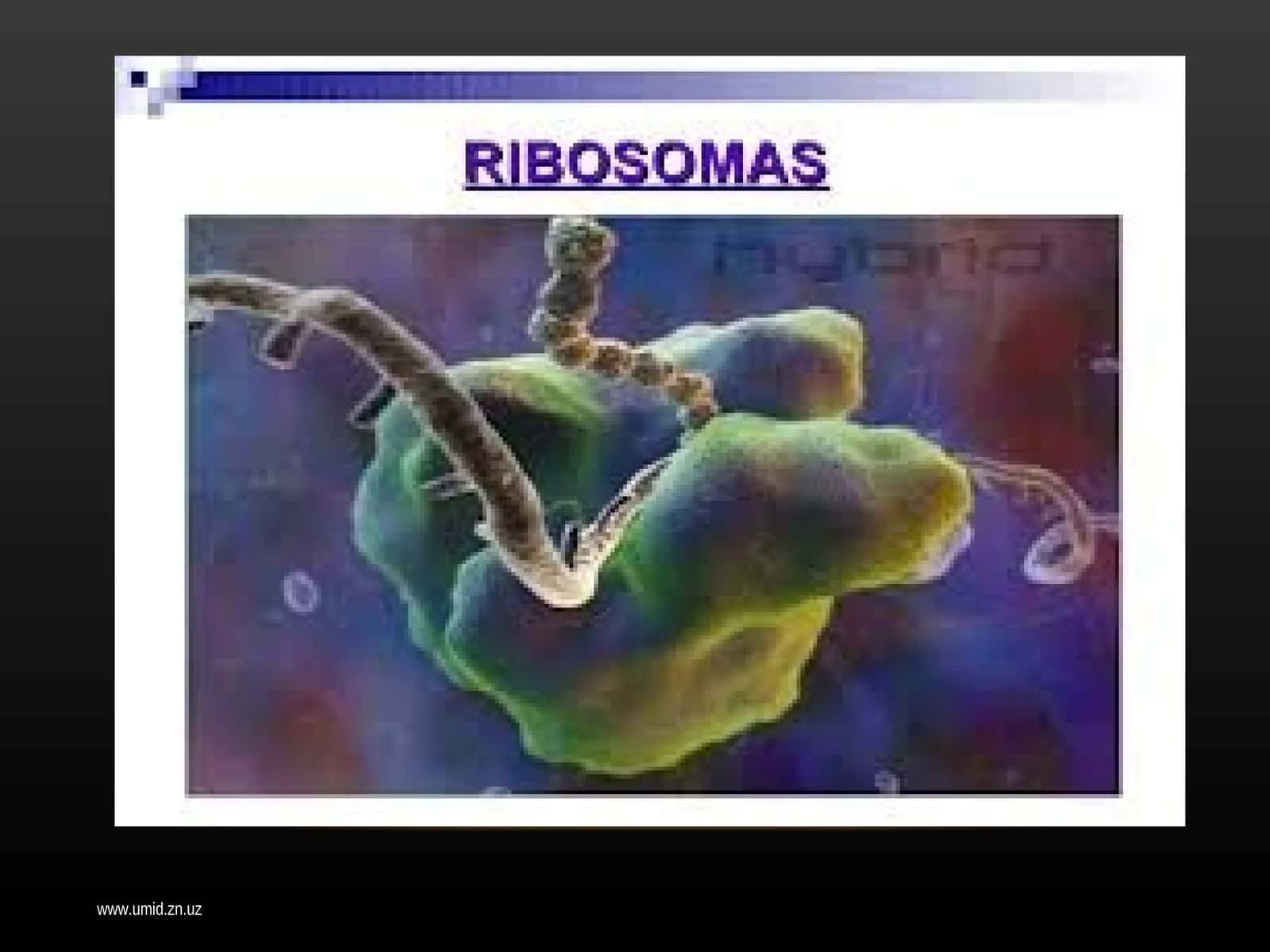 Hujayraning membranasiz organoidlari