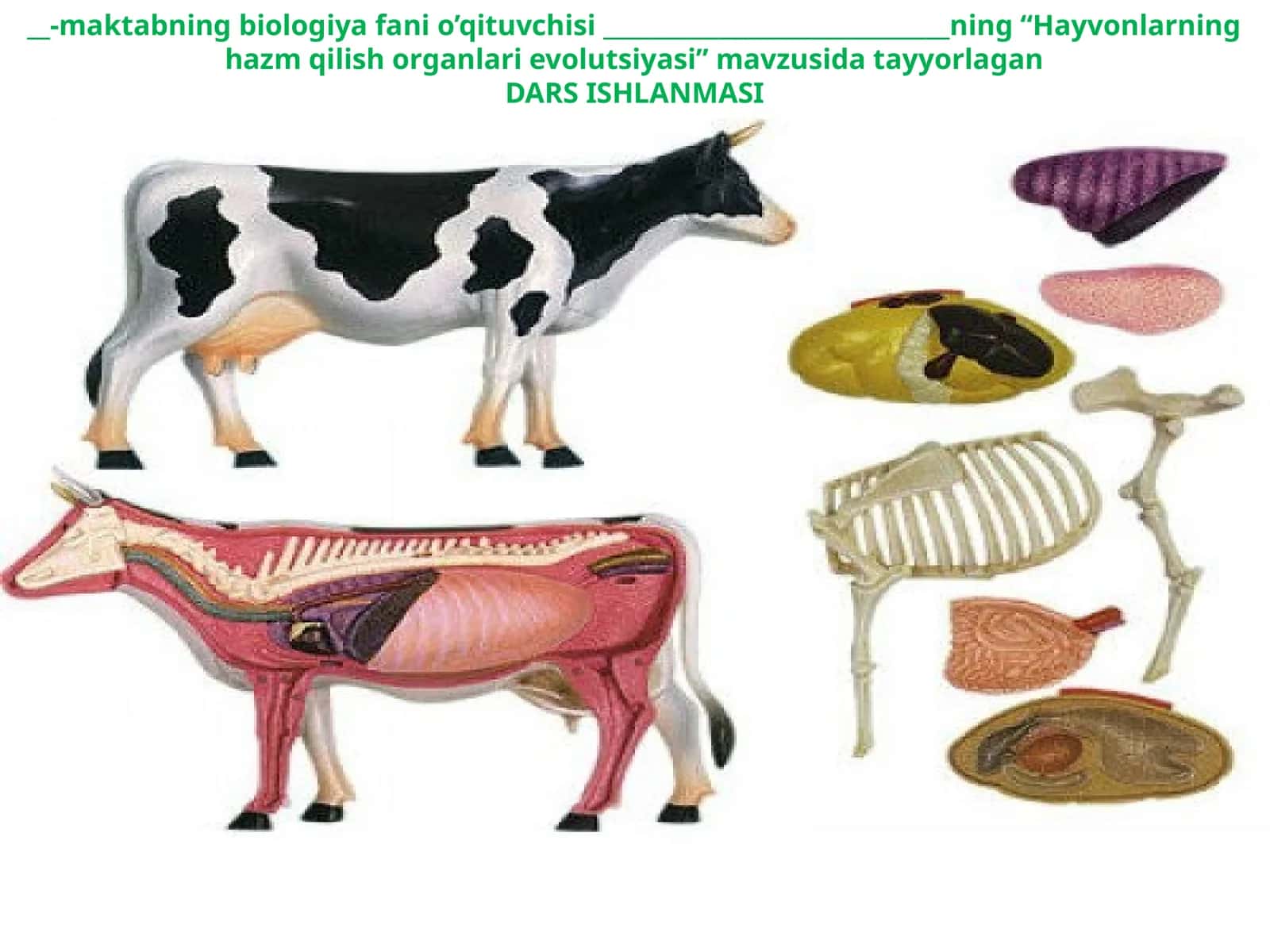 11-sinf Biologiya fanidan dars ishlanma. Hayvonlarning hazm qilish organlari evolutsiyasi