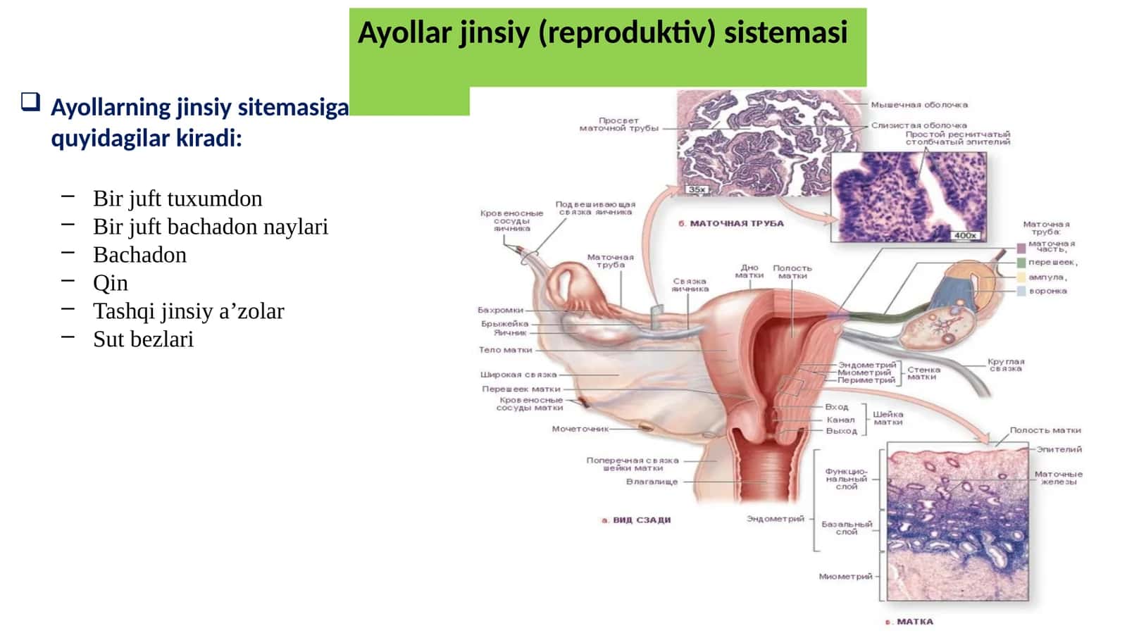 Ayollar jinsiy (reproduktiv) sistemasi