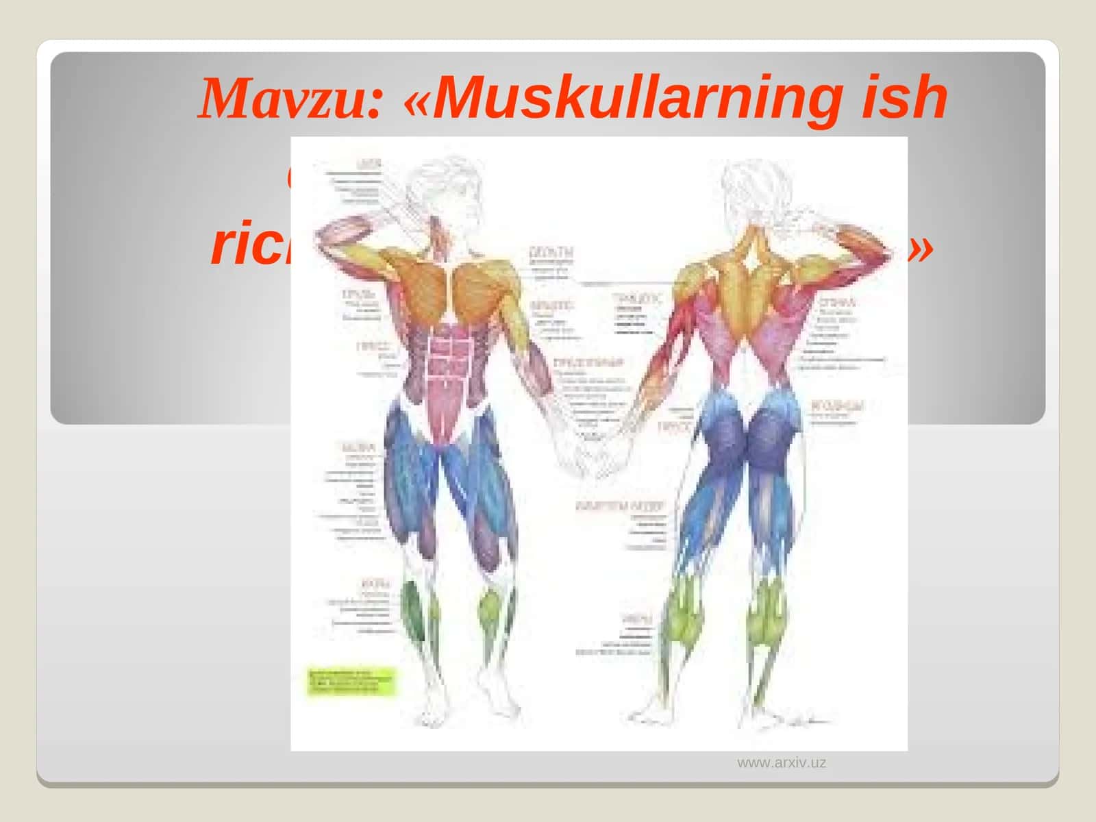Muskullarning ish quvvatini oshrishda richaklarning ahamiyati