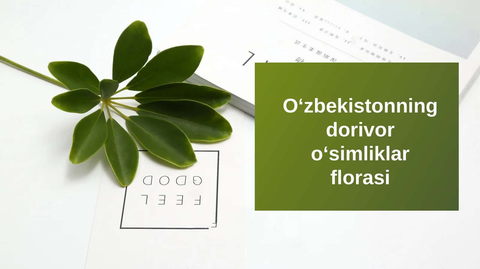 Oʻzbekistonningdorivoroʻsimliklarflorasi