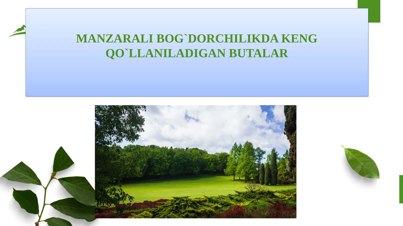 MANZARALI BOG`DORCHILIKDA KENG QO`LLANILADIGAN BUTALAR