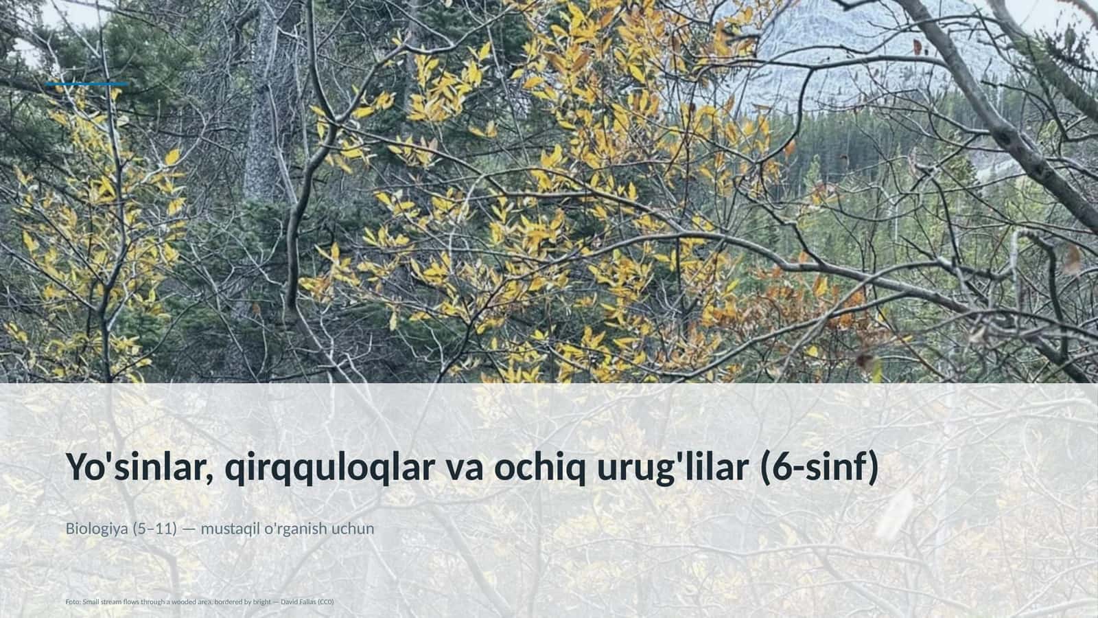 Yo'sinlar, qirqquloqlar va ochiq urug'lilar (6-sinf)