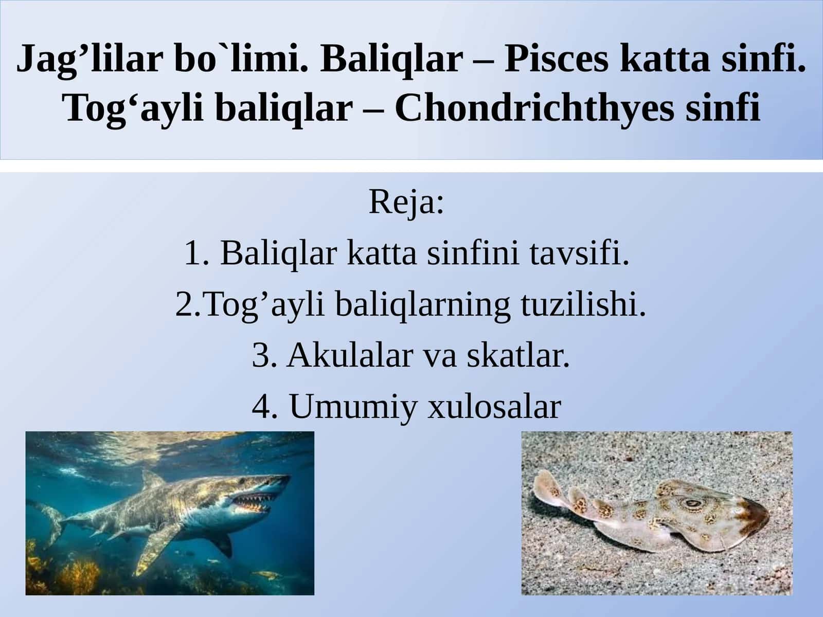 Baliqlar katta sinfi