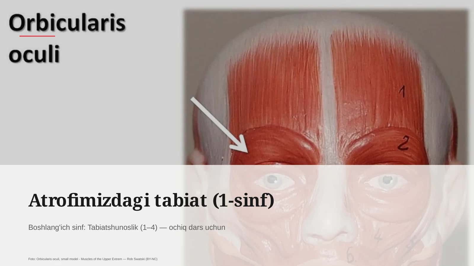Atrofimizdagi tabiat (1-sinf)