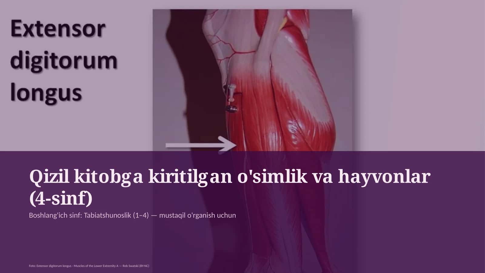 Qizil kitobga kiritilgan o'simlik va hayvonlar (4-sinf)