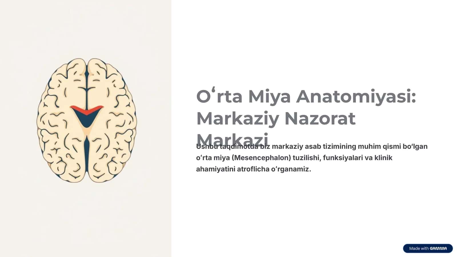 Oʻrta Miya Anatomiyasi: Markaziy Nazorat Markazi