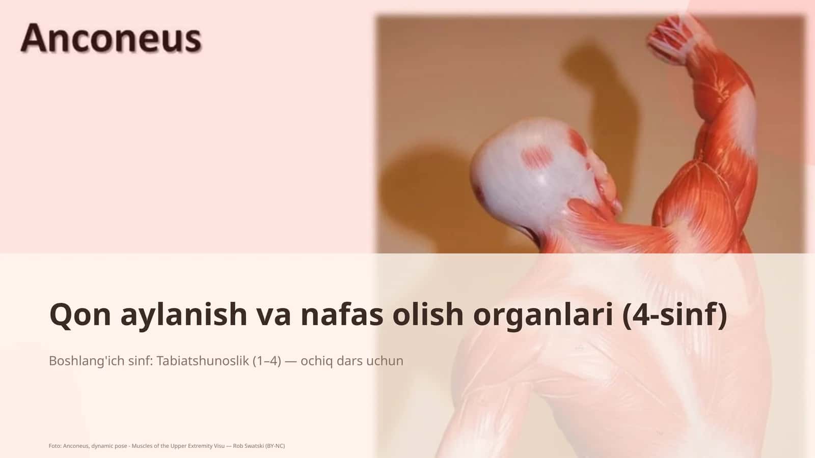 Qon aylanish va nafas olish organlari (4-sinf)