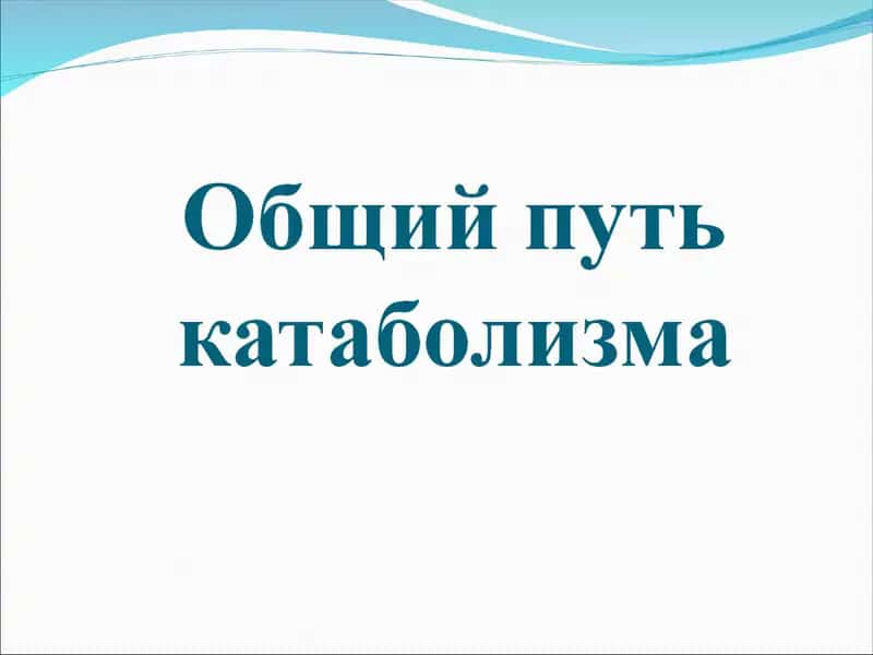 Митохондрия