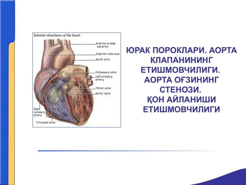 ЮРАК ПОРОКЛАРИ