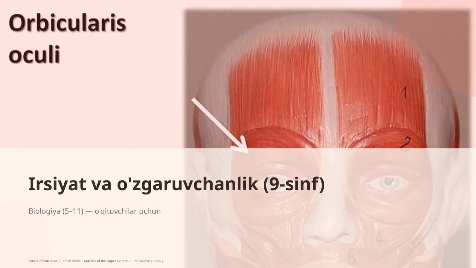 Irsiyat va o'zgaruvchanlik (9-sinf)