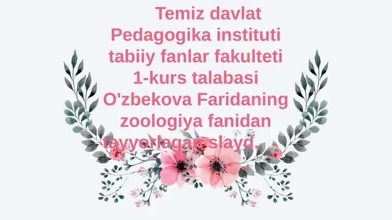 Halqali chuvalchanglar