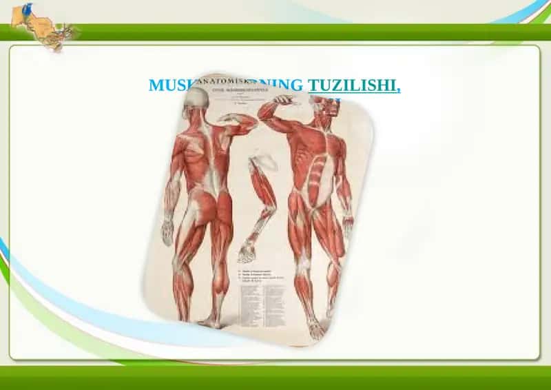 Muskullarning tuzilishi, Fiziologiyasi