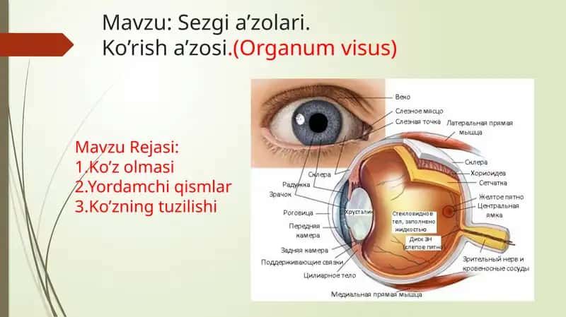 ko'rish a'zosi