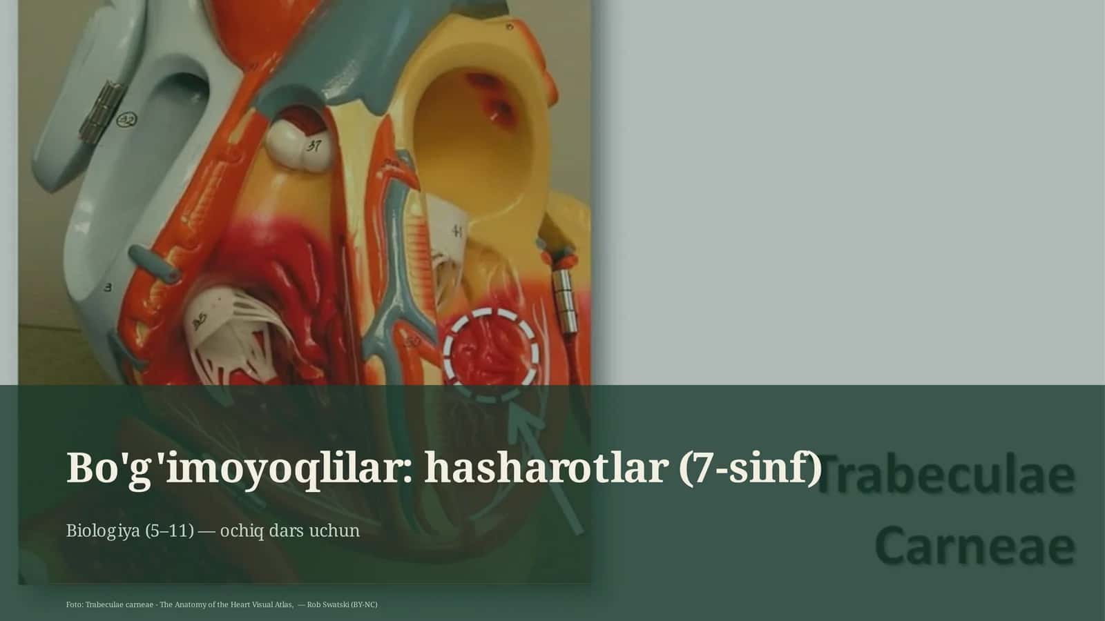 Bo'g'imoyoqlilar: hasharotlar (7-sinf)