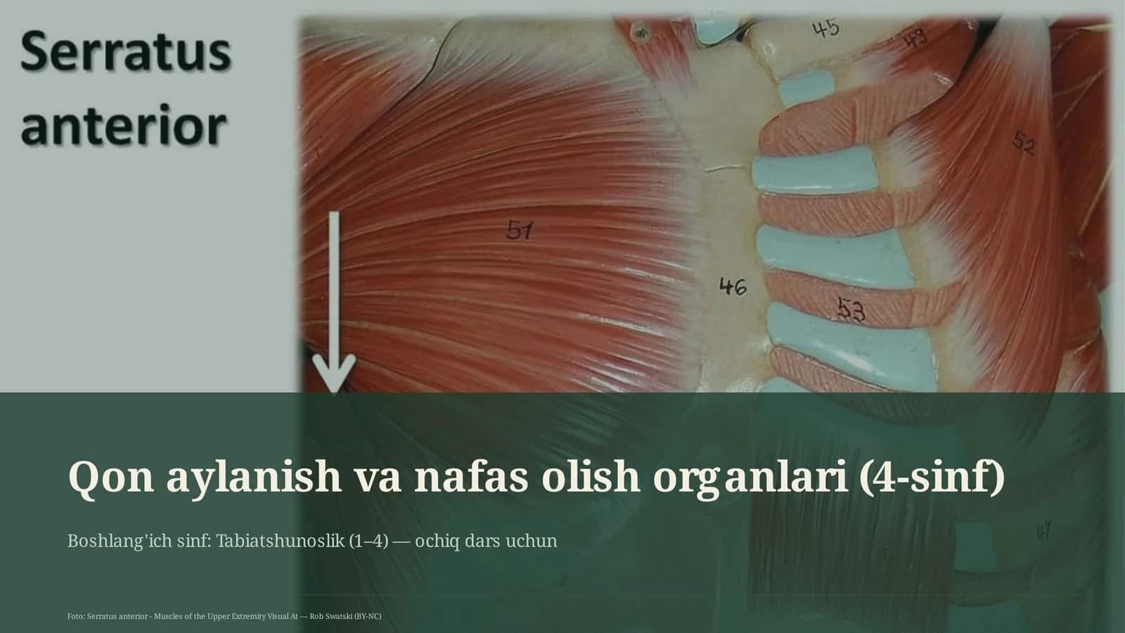 Qon aylanish va nafas olish organlari (4-sinf)
