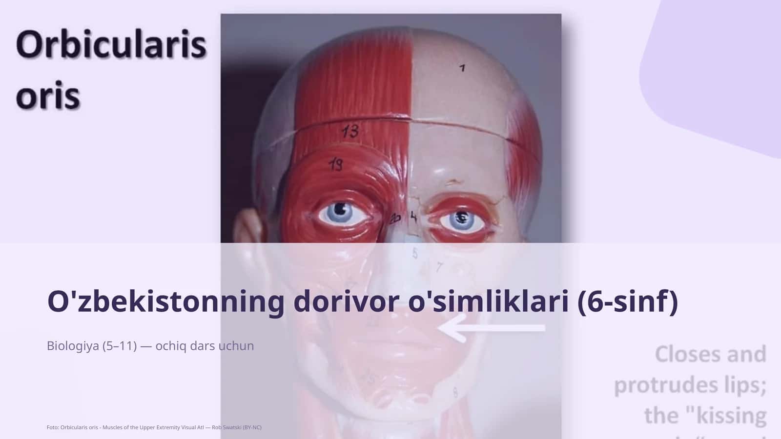 O'zbekistonning dorivor o'simliklari (6-sinf)