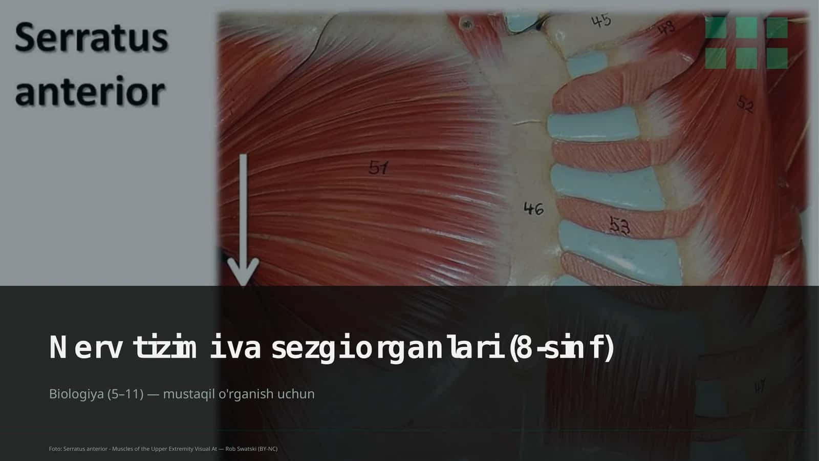Nerv tizimi va sezgi organlari (8-sinf)