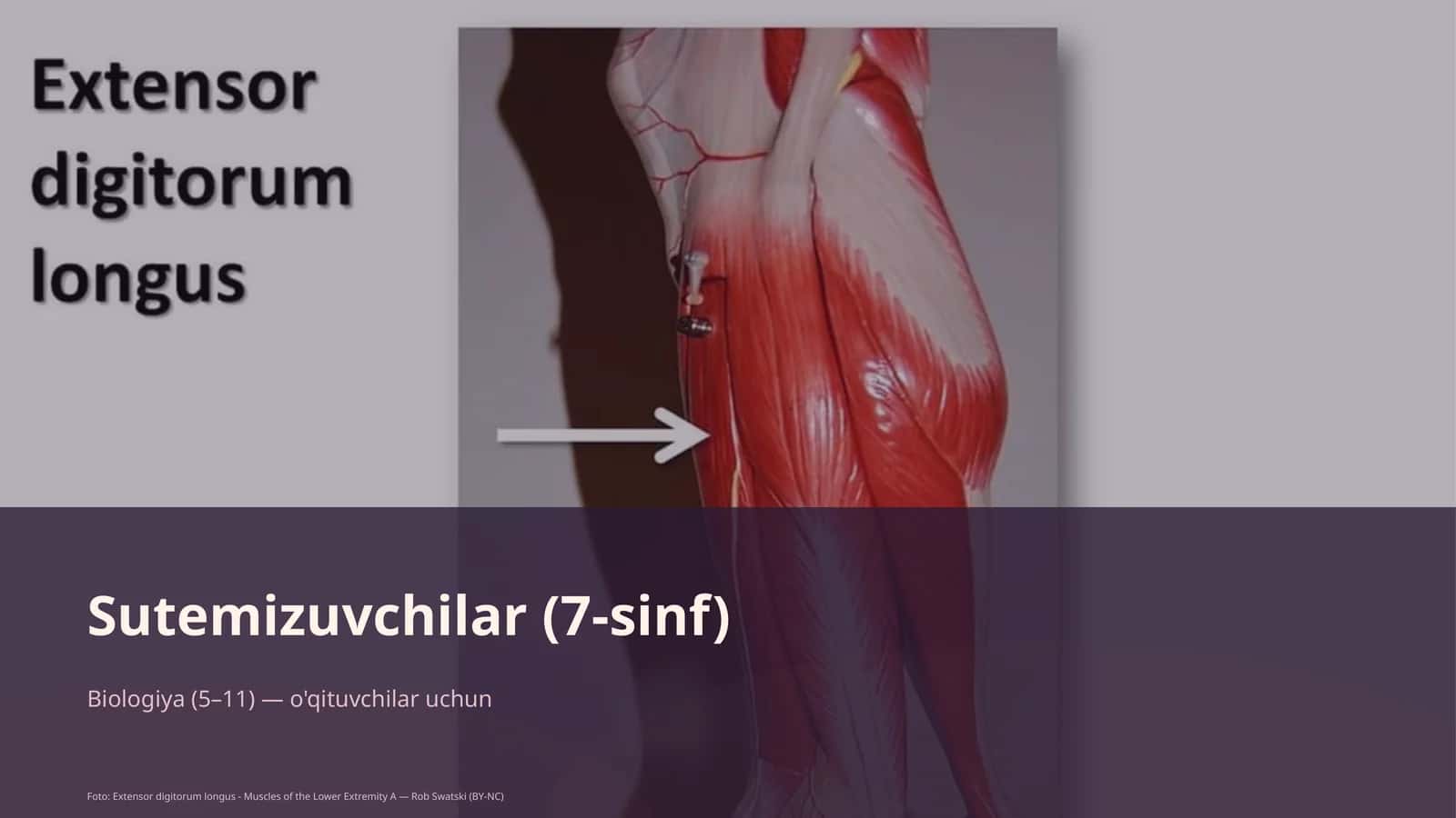 Sutemizuvchilar (7-sinf)