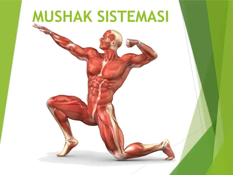 Mushaklar, Mushaklar bilan bog’langan tuzilmalar  Мушаклар Мускуллар Мушаклар билан богланган тузилмалар