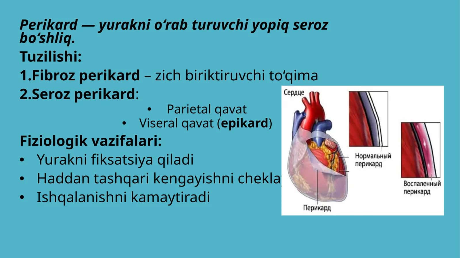 perikard... 1