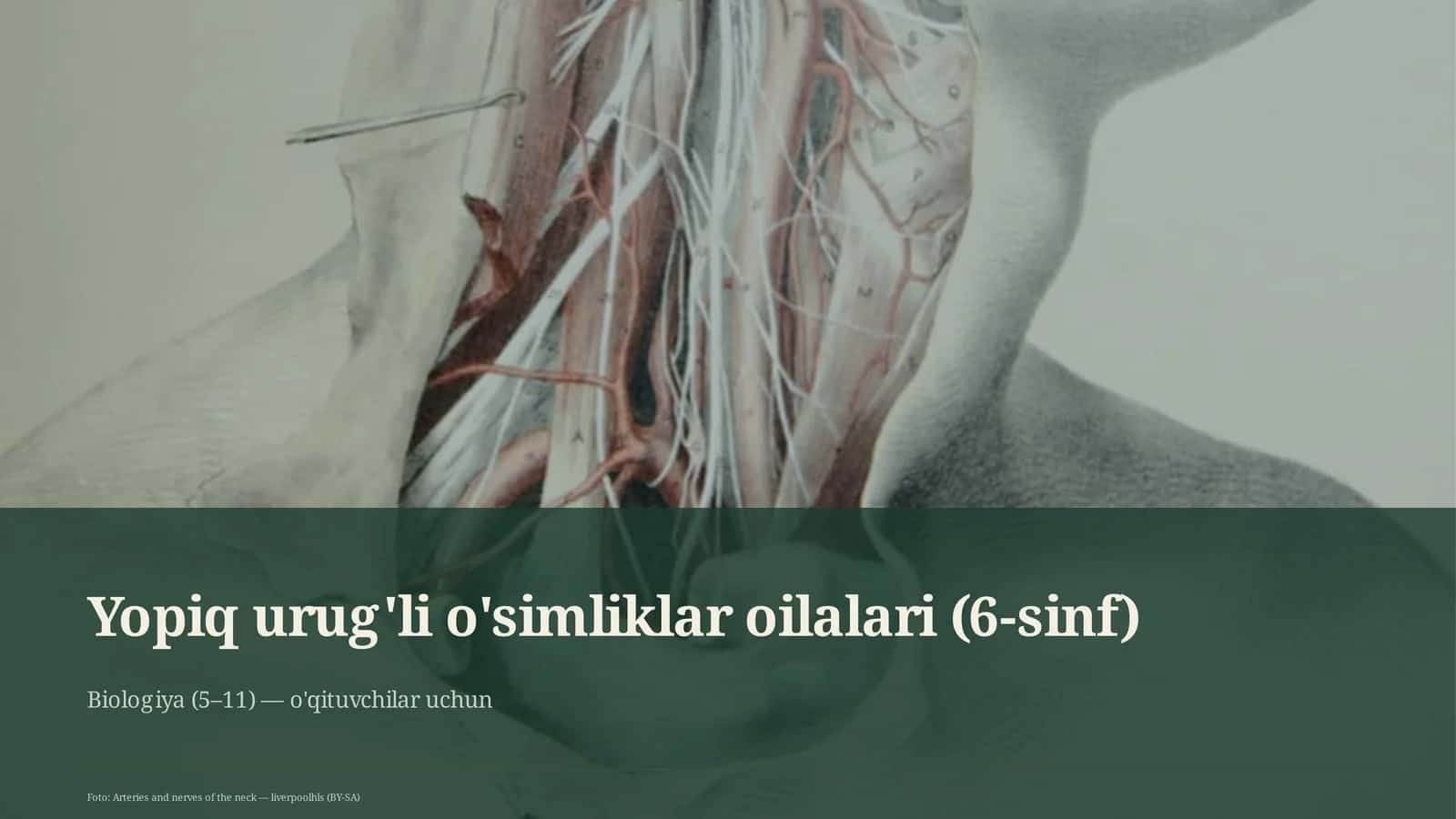 Yopiq urug'li o'simliklar oilalari (6-sinf)