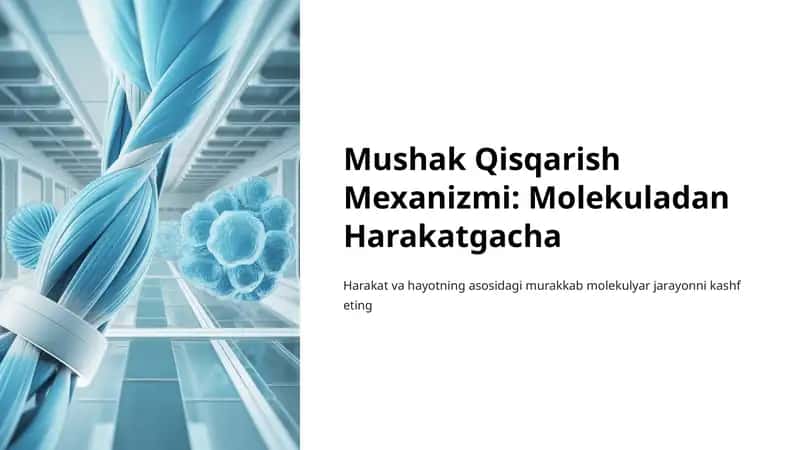 Mushak Qisqarish Mexanizmi