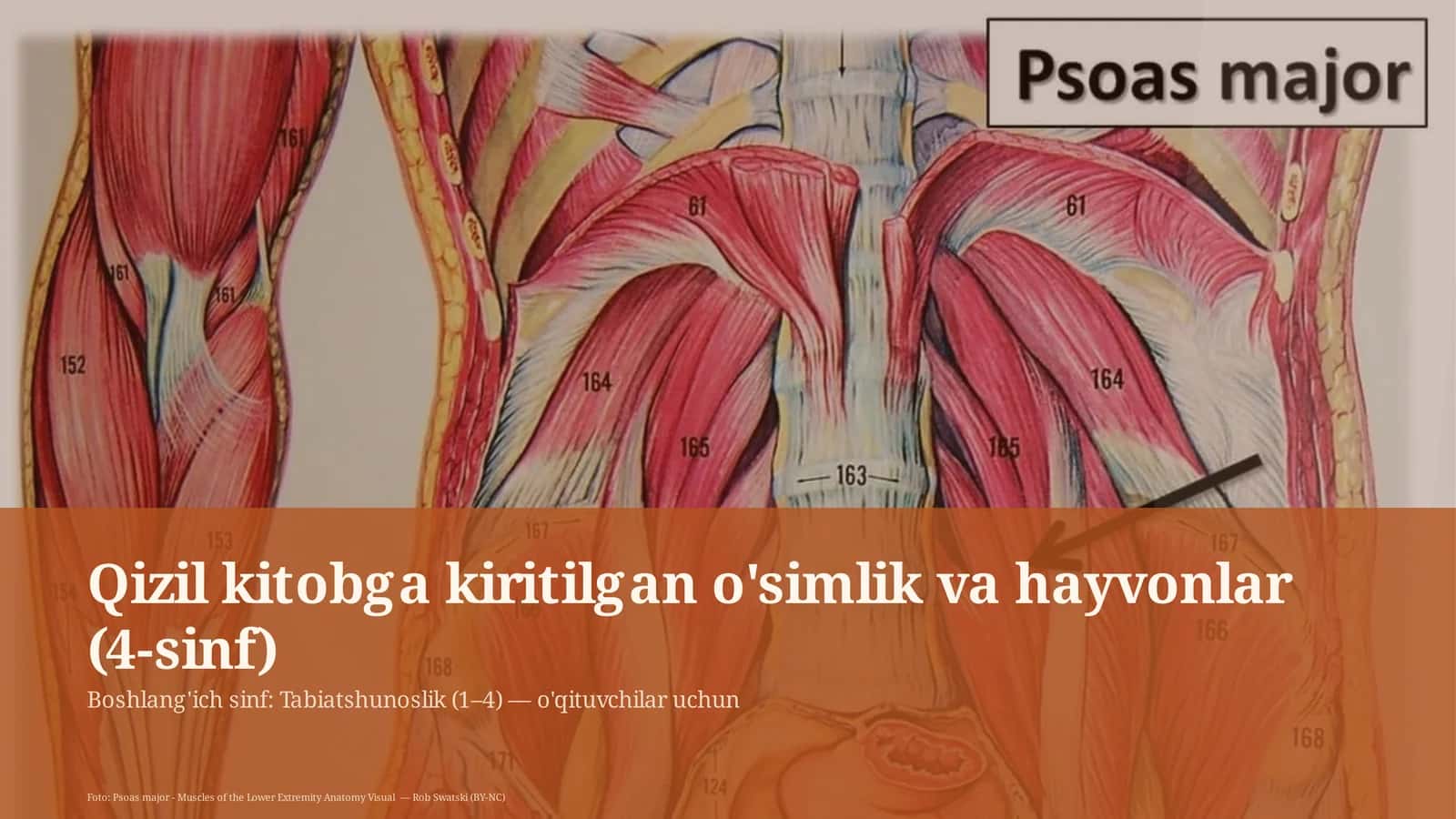 Qizil kitobga kiritilgan o'simlik va hayvonlar (4-sinf)