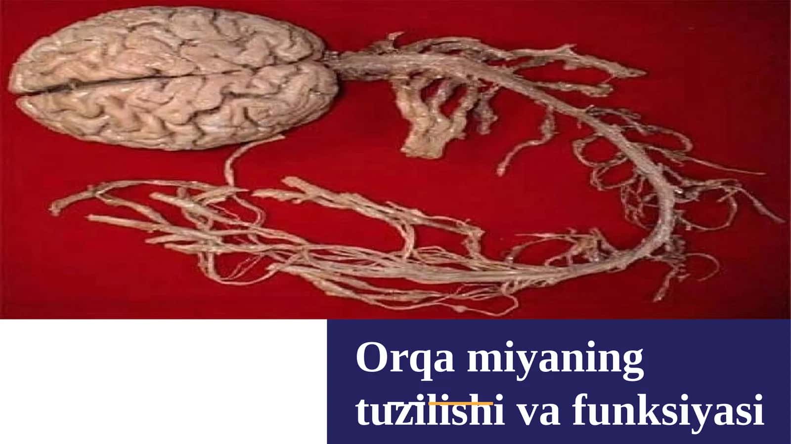 Orqamiyaning tuzilishi va funksiyasi