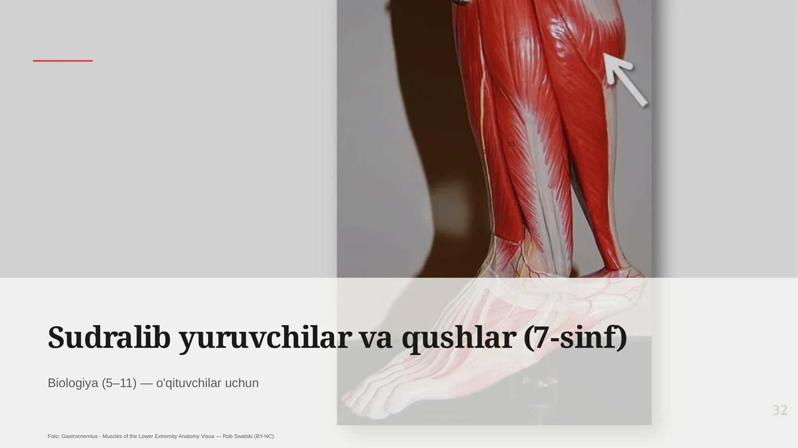 Sudralib yuruvchilar va qushlar (7-sinf) Biologiya (5–11) — o'qituvchilar uchun