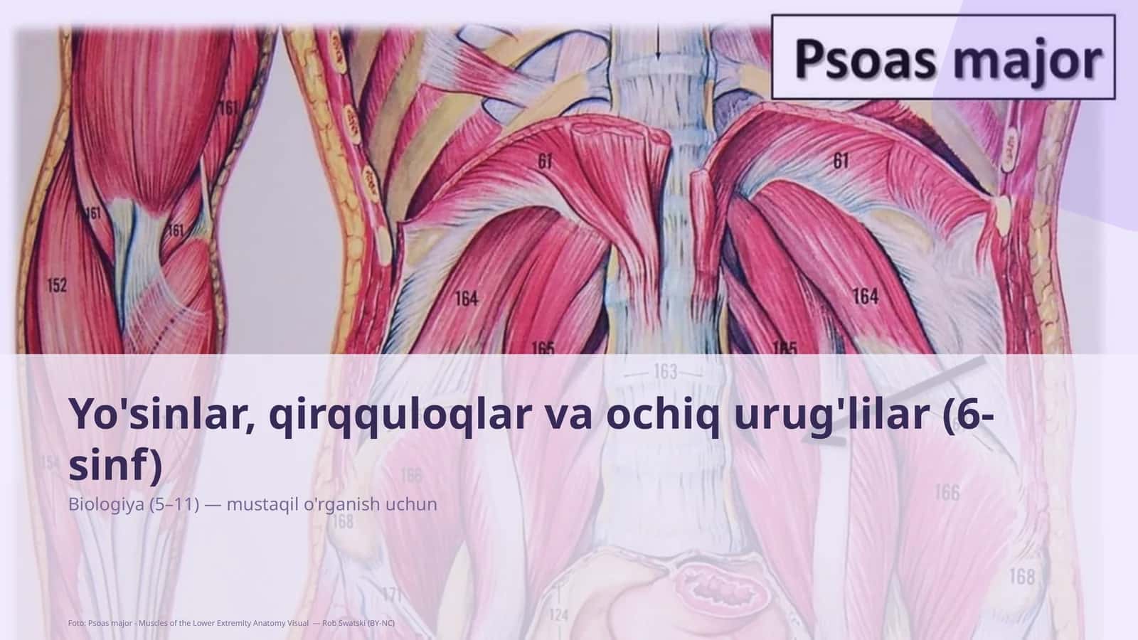 Yo'sinlar, qirqquloqlar va ochiq urug'lilar (6-sinf)