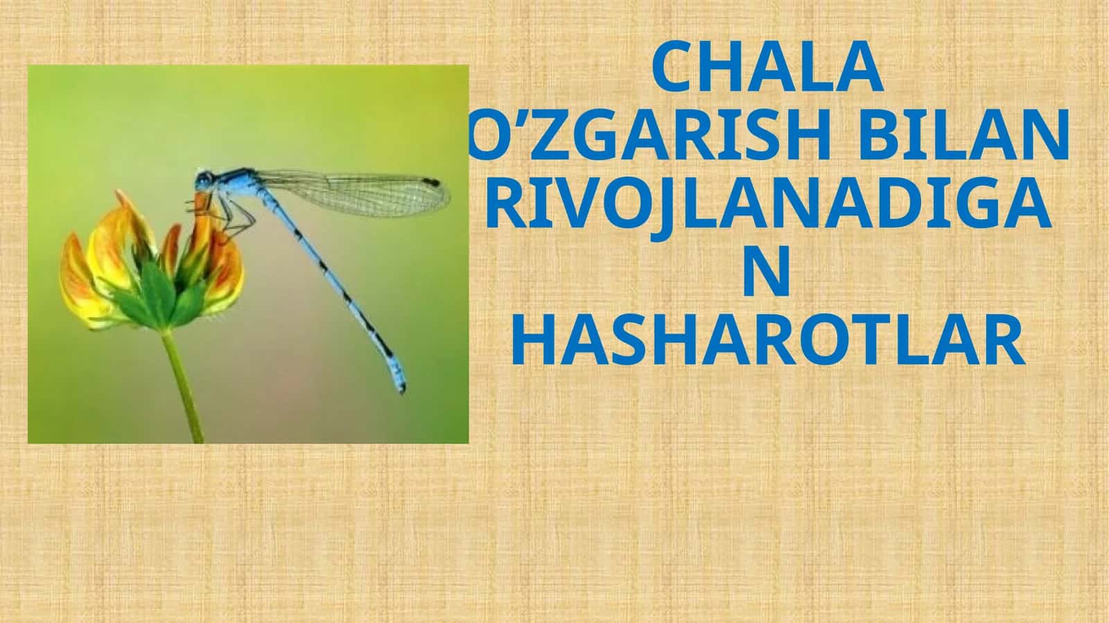 CHALA O’ZGARISH BILAN RIVOJLANADIGAN HASHAROTLAR