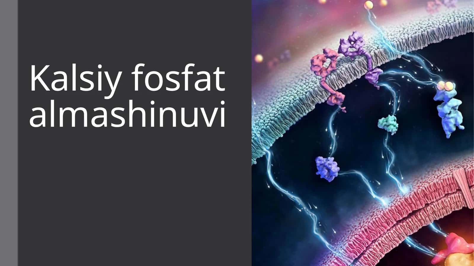 Kalsiy fosfat almashinuvi