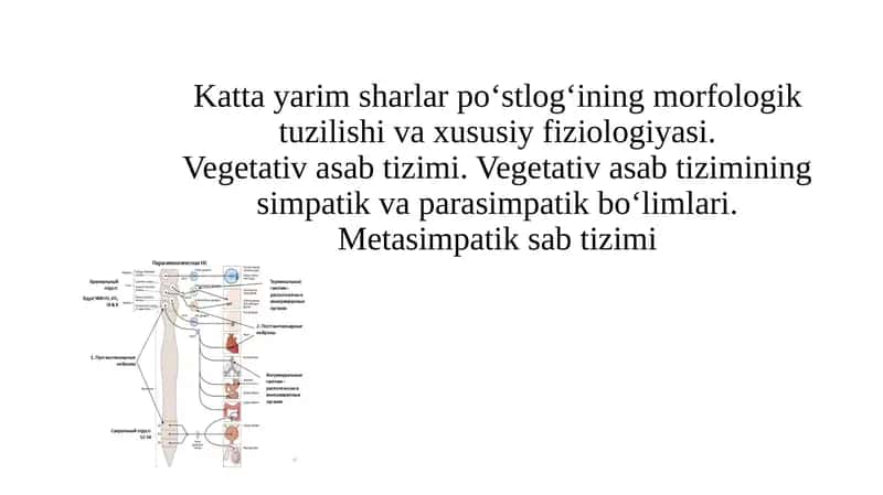 Avtonom nerv tizimi