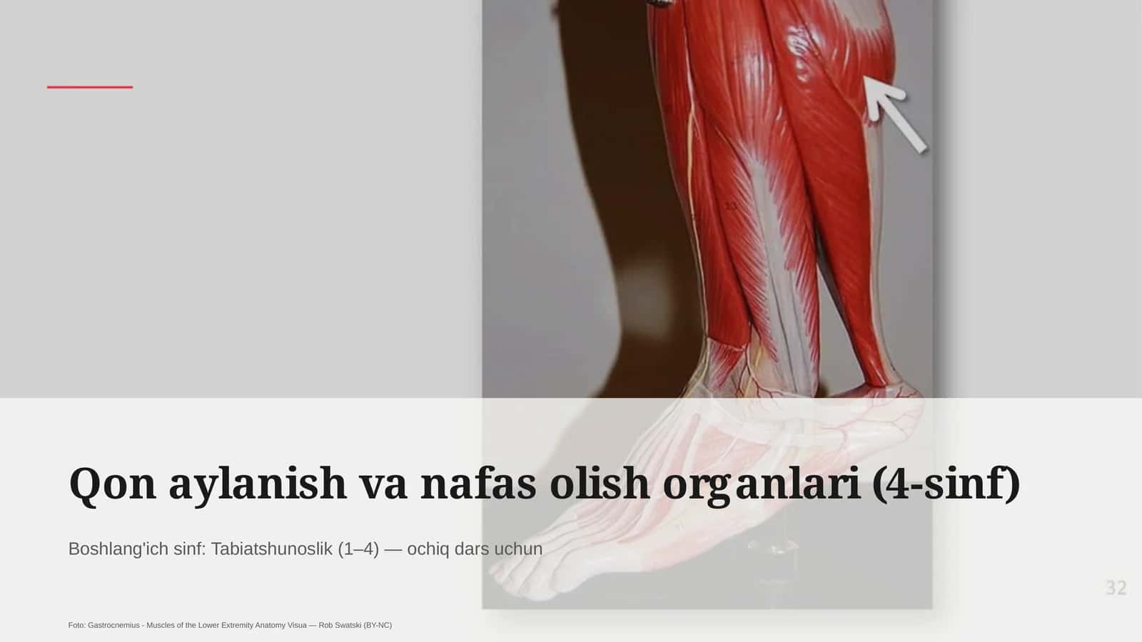 Qon aylanish va nafas olish organlari (4-sinf)