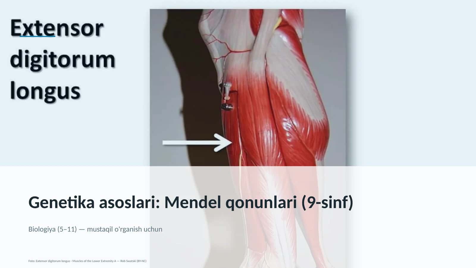 Genetika asoslari: Mendel qonunlari (9-sinf)