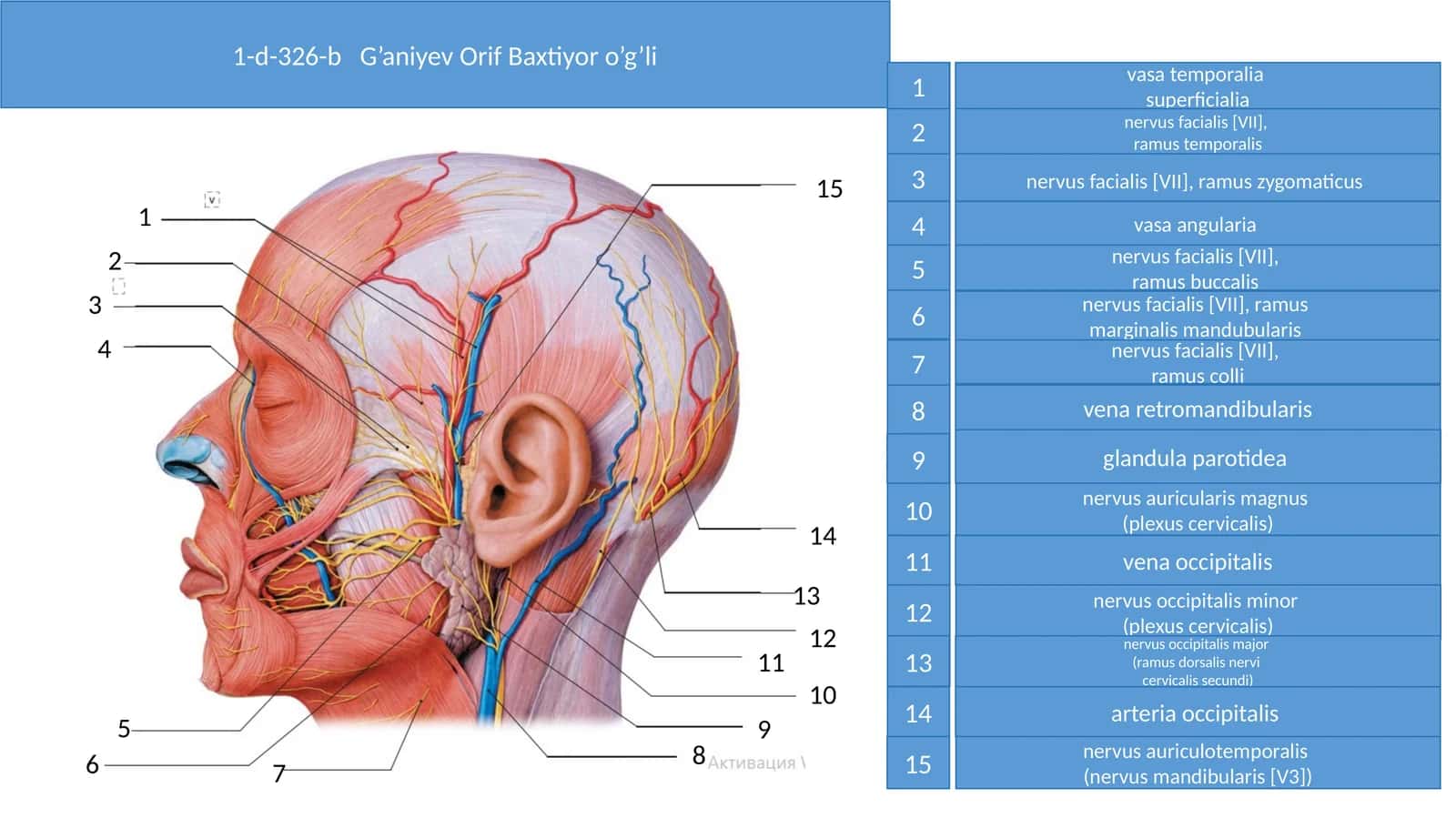 Nervus facialis [VII] structure