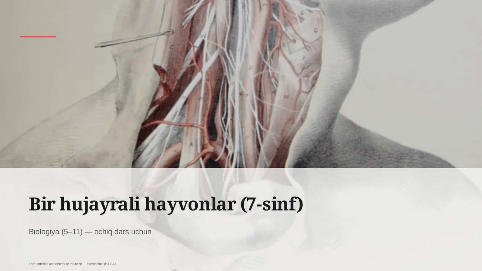 Bir hujayrali hayvonlar (7-sinf)