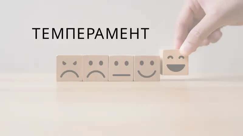 темперамент презентация