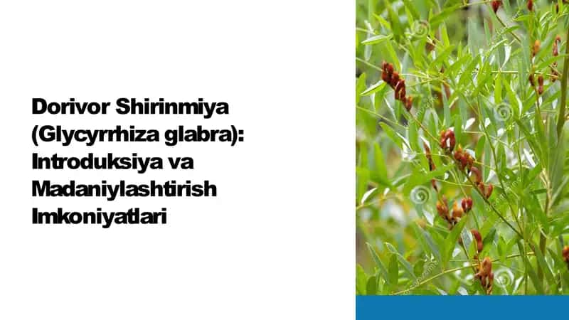 Dorivor-Shirinmiya-Glycyrrhiza-glabra-Introduksiya-va-Madaniylashtirish-Imkoniyatlar