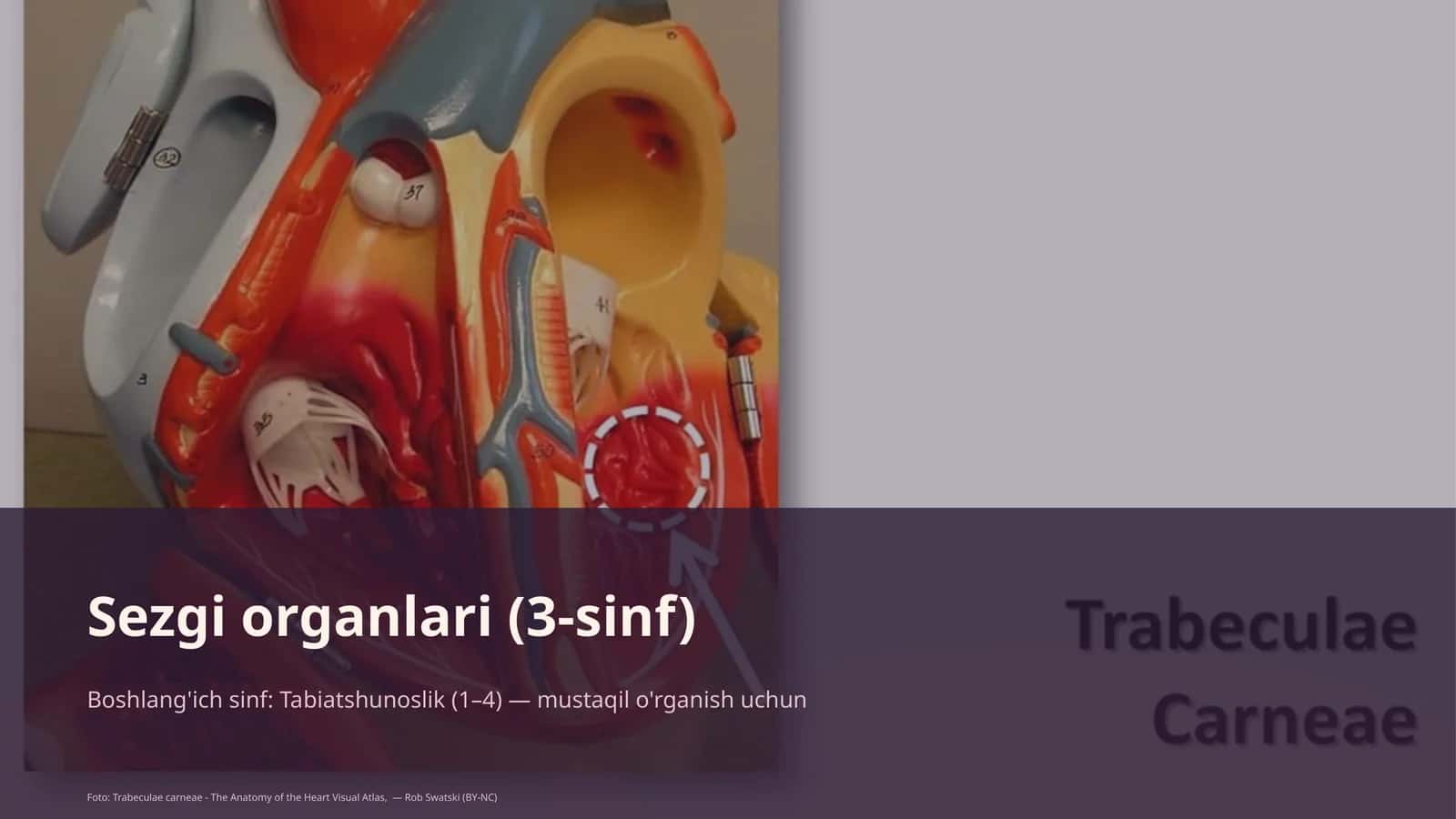 Sezgi organlari (3-sinf)