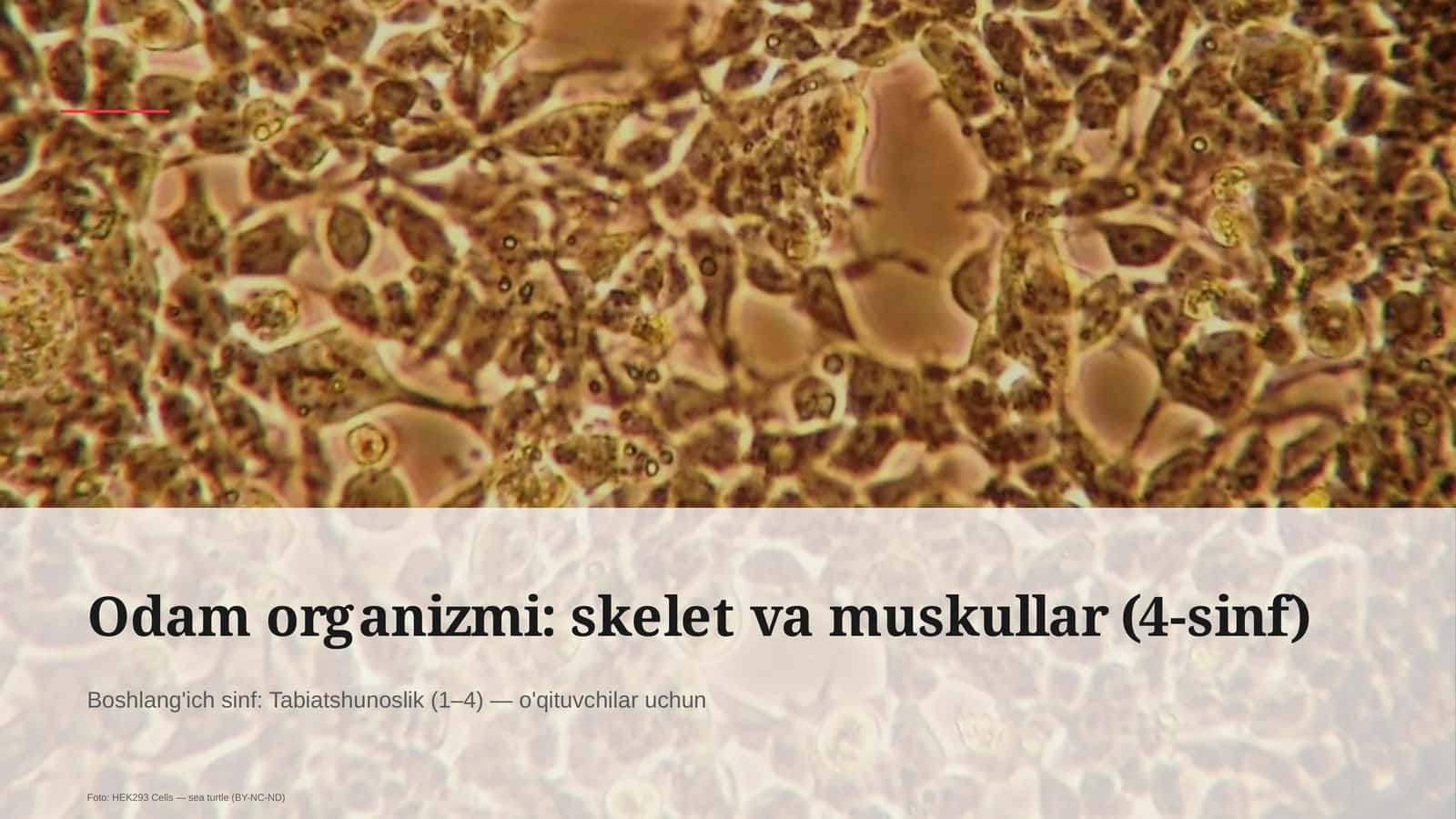 Odam organizmi: skelet va muskullar (4-sinf)