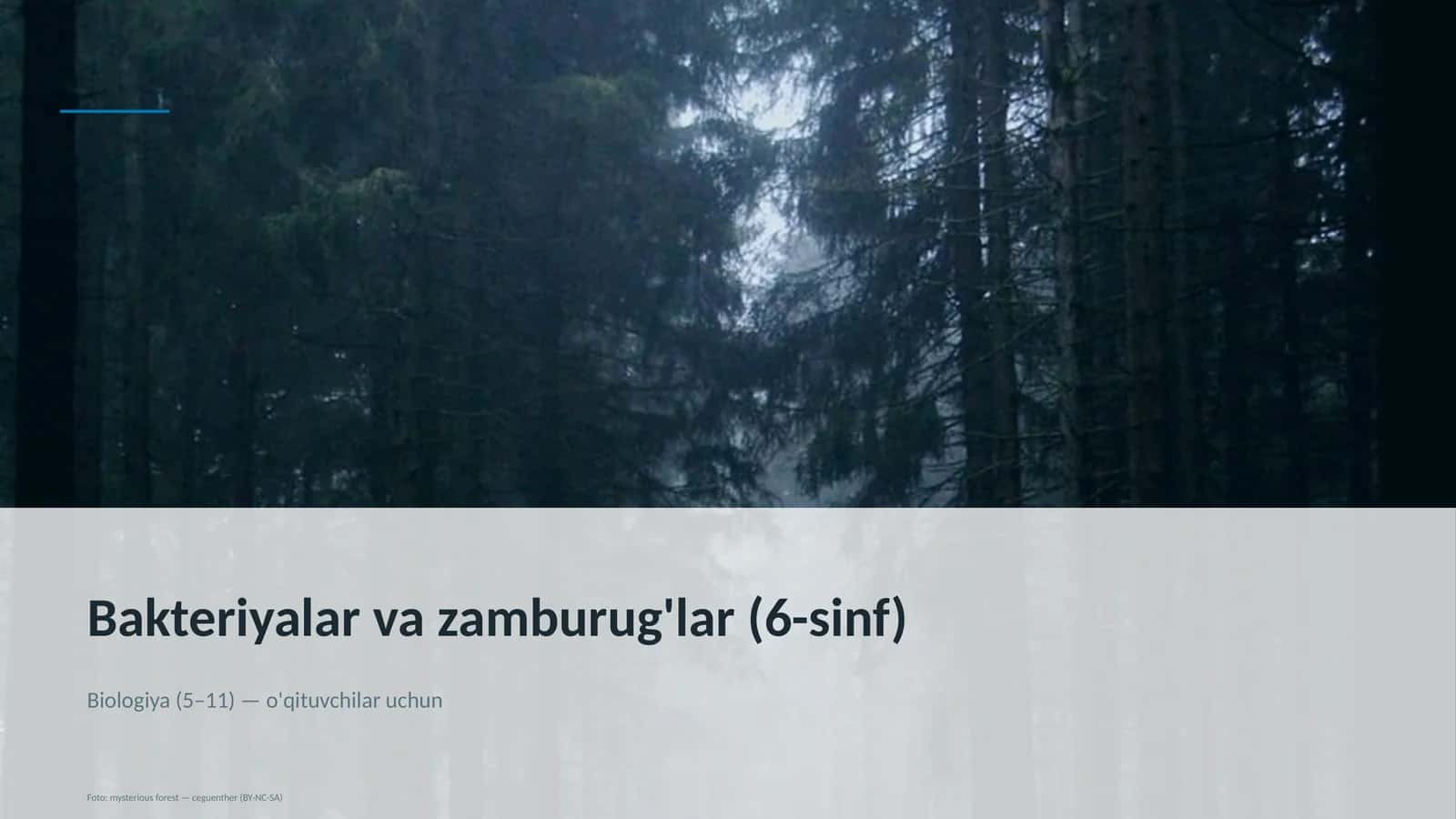 Bakteriyalar va zamburug'lar (6-sinf)