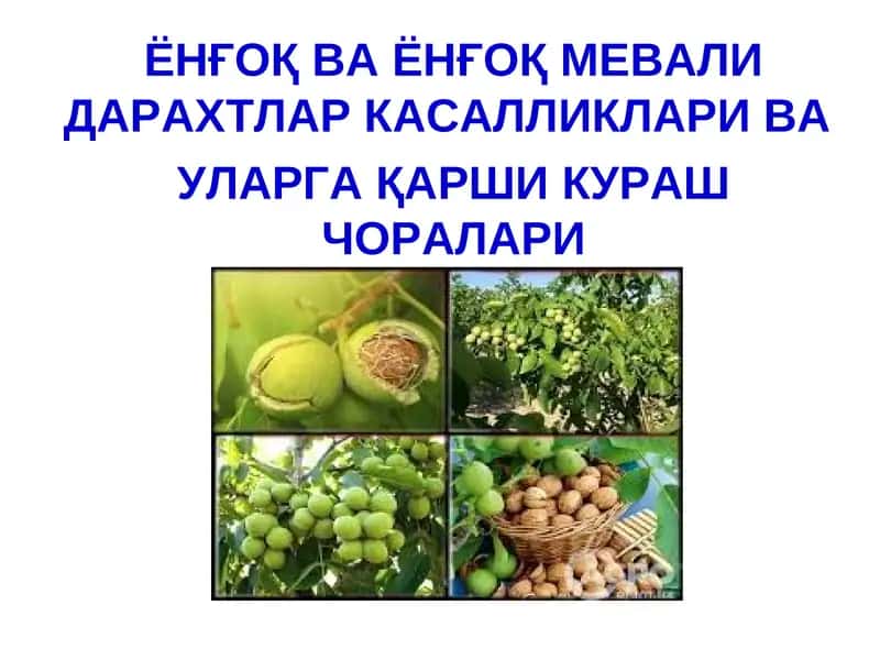 ЁНҒОҚ МЕВАЛИ ДАРАХТЛАР