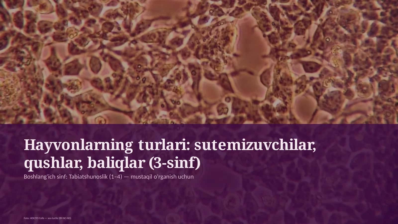 Hayvonlarning turlari: sutemizuvchilar, qushlar, baliqlar (3-sinf)