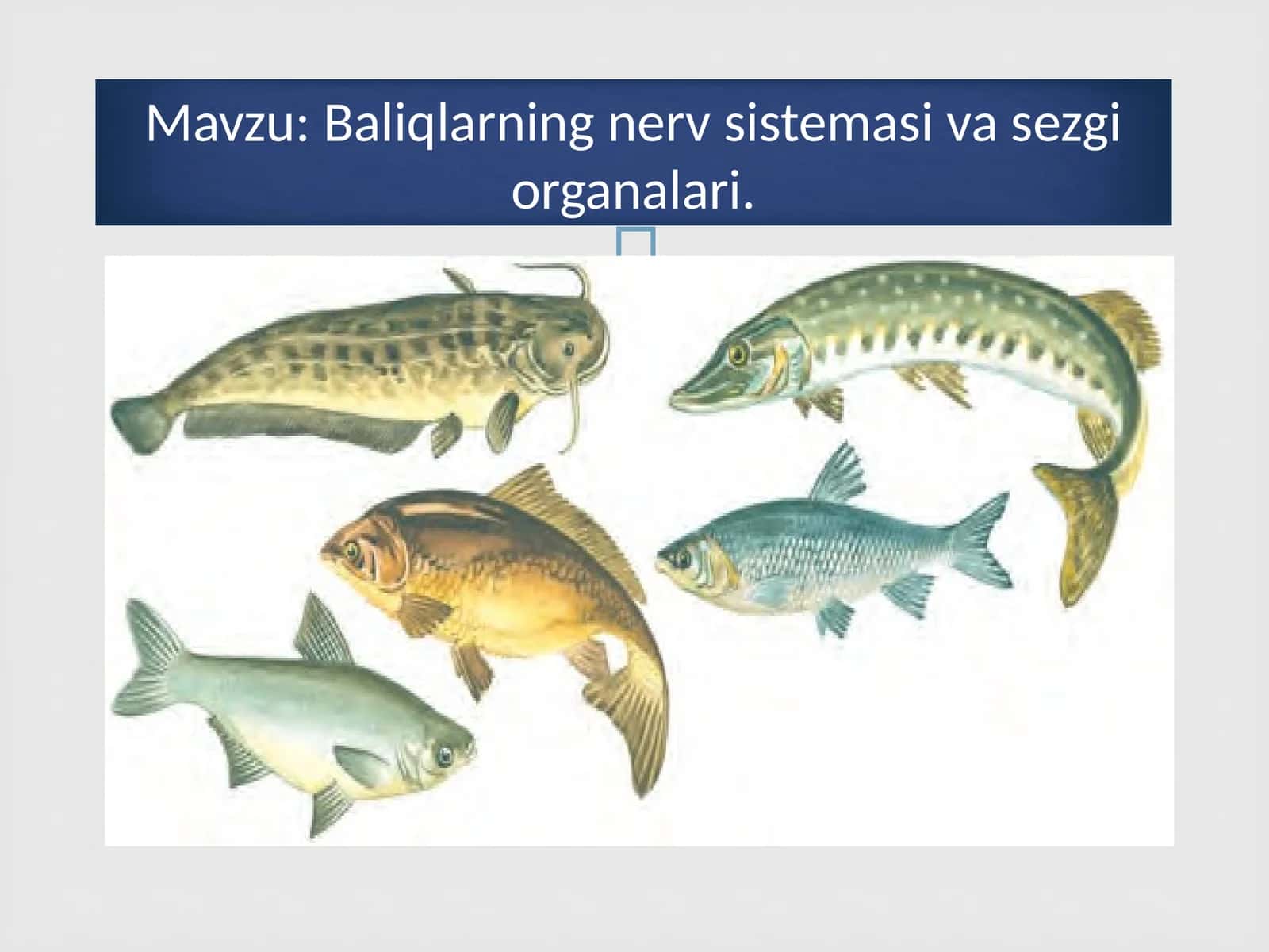 Baliqlarning nerv sistemasi va sezgi organalari