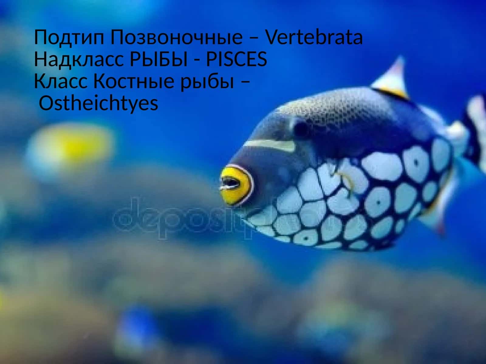 Костные рыбы