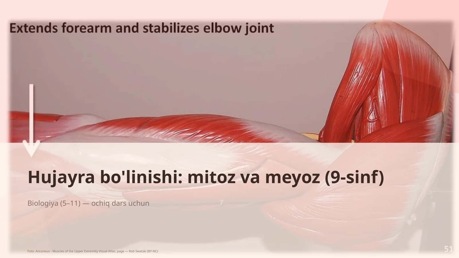 Hujayra bo'linishi: mitoz va meyoz (9-sinf)
