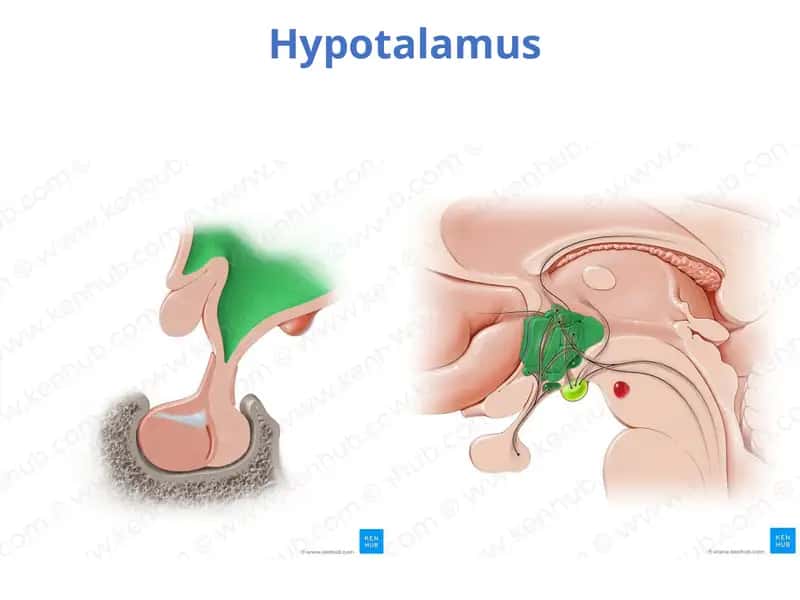 Hypothalamus